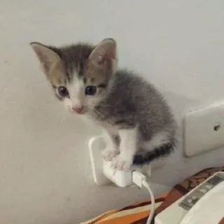 😿