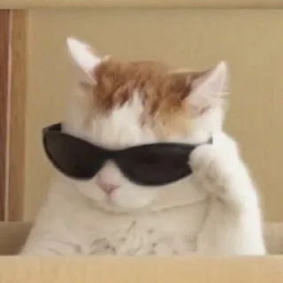 🐱