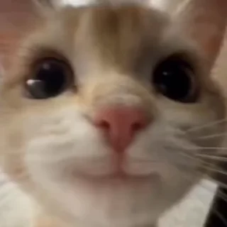 🐈‍⬛️