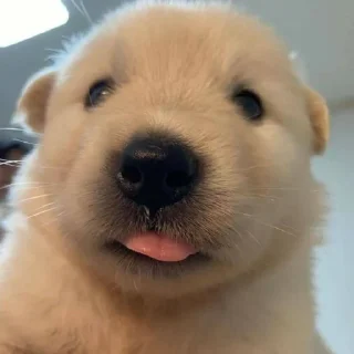 🐶