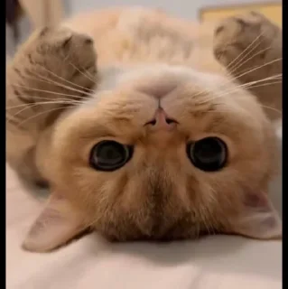 🤩