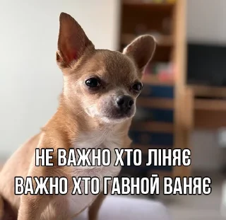 🐺