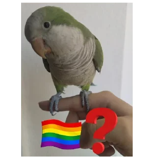 🏳️‍🌈