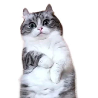 😺