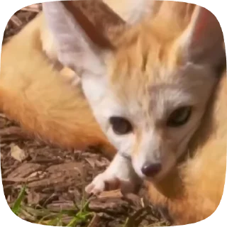 🌟