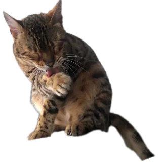 🐱
