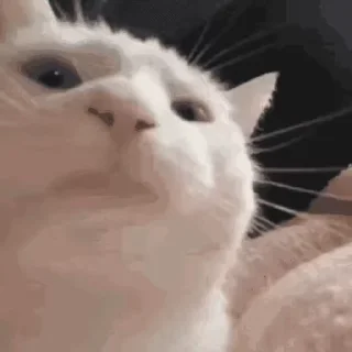 👏