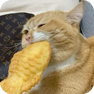 🐱