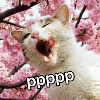 🐈
