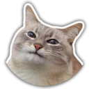 The cat Jazz