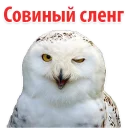 Owl slang @stickersb2b