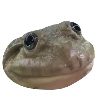 🐸