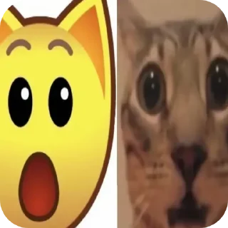 🐱