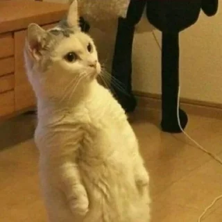 🐈