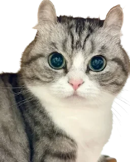 😺