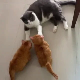 😾