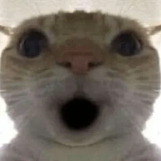 🐱
