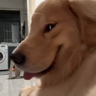 🐩