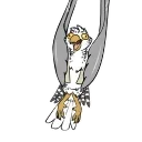 Aubirb Animated