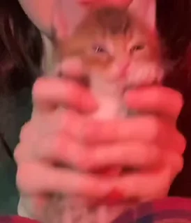 😸