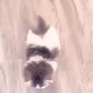 @soundsfromthevagina