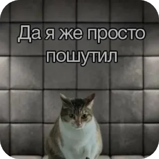 🐱