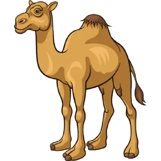🐪