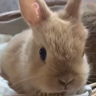 ❓