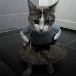 🐈‍⬛