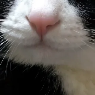 🐱