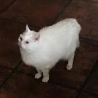 😠