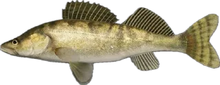 🐟