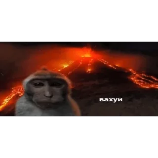 🐵