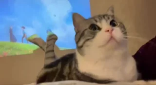 🌟