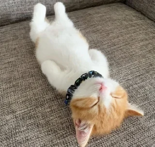 😴
