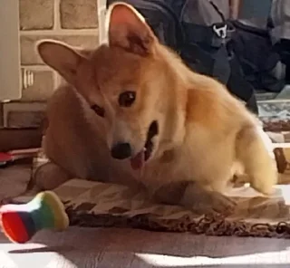 🌟