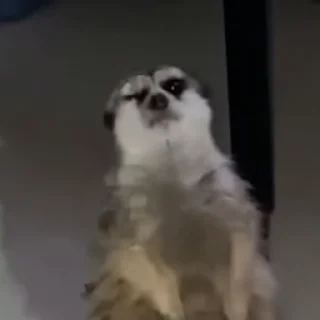 🙀