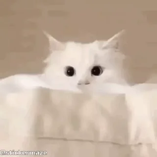 👀