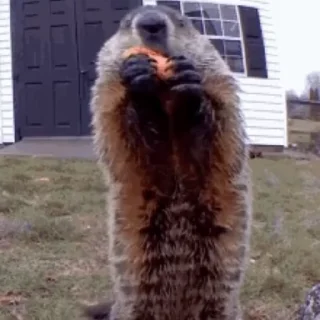 🥕