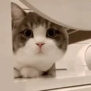 🐱