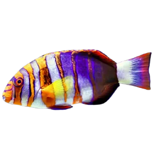 🎏