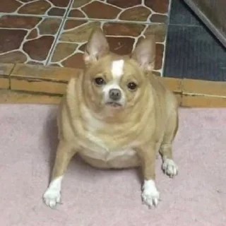 🐕