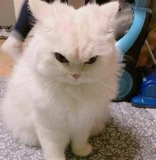 🐱