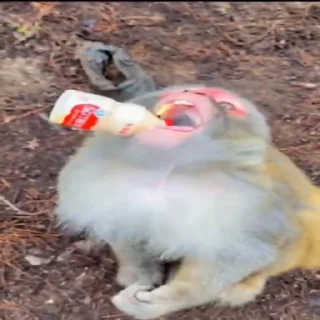 🍼