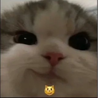 😼