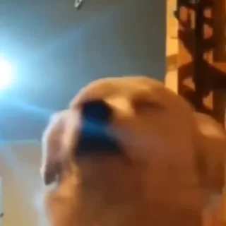 🐶