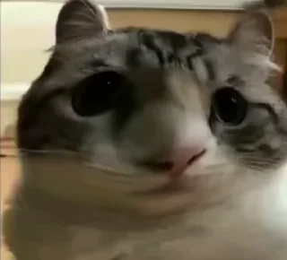 🤪