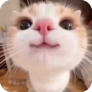 🤩