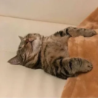 😴