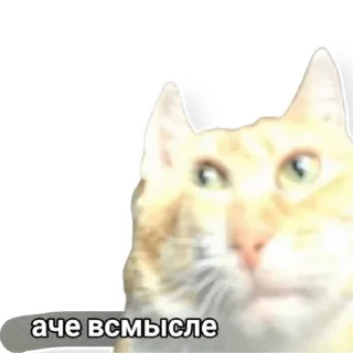 🌚
